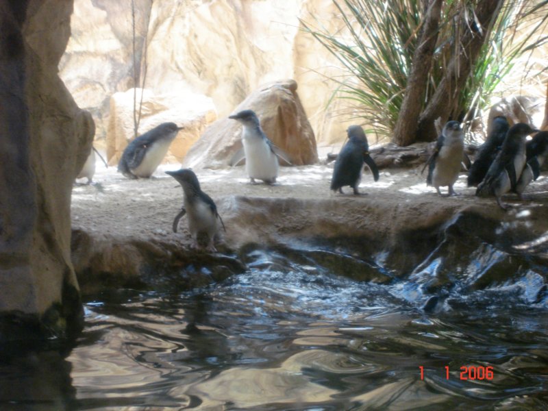 aquariumsydney.jpg