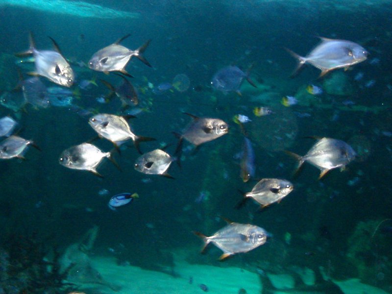 aquariumsydney6.jpg