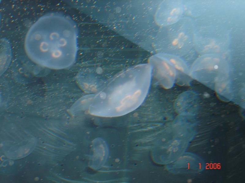 aquariumsydneyquallen.jpg