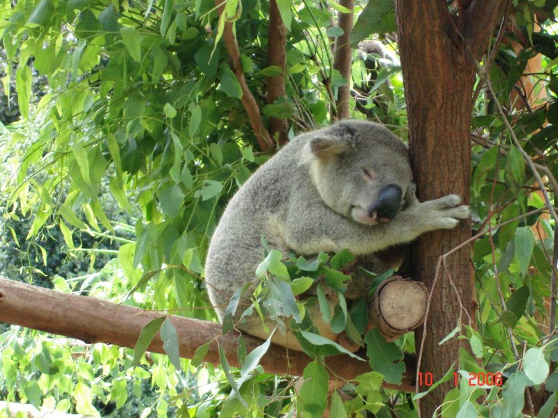 australiazoo.jpg