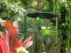 australiazoo11_small.jpg