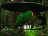 australiazoo12_small.jpg