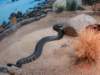 australiazoo13_small.jpg