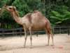 australiazoo16_small.jpg