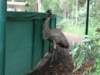 australiazoo5_small.jpg