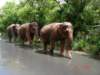 australiazoo6_small.jpg