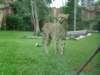 australiazoo9_small.jpg