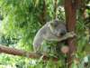 australiazoo_small.jpg