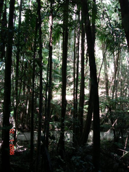 fraserislandregenwald2.jpg