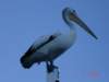 herveybay6_small.jpg