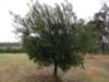 huntervalleyolivenbaum_small.jpg