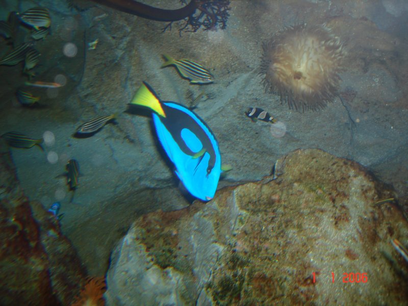 aquariumsydney2.jpg