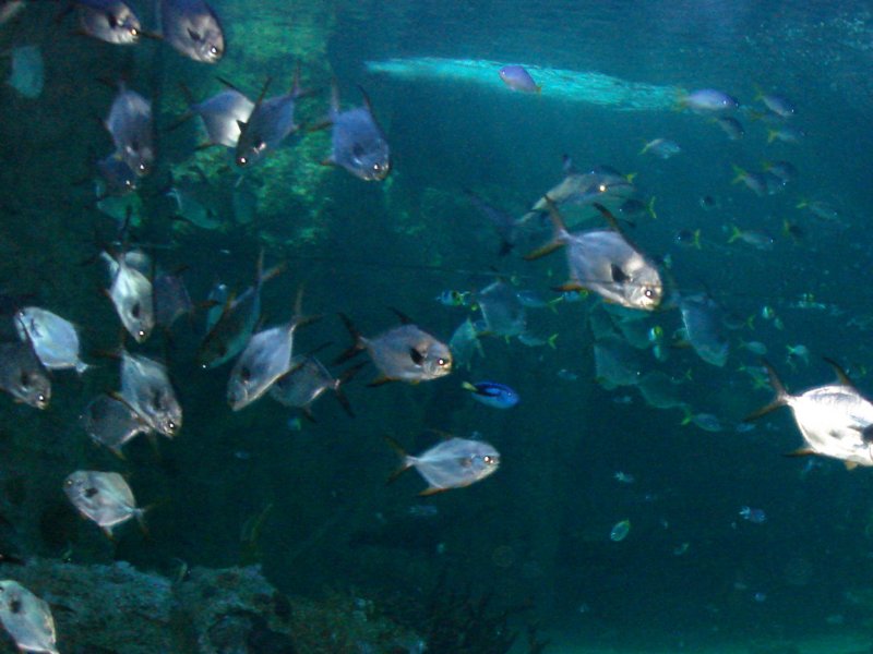 aquariumsydney7.jpg