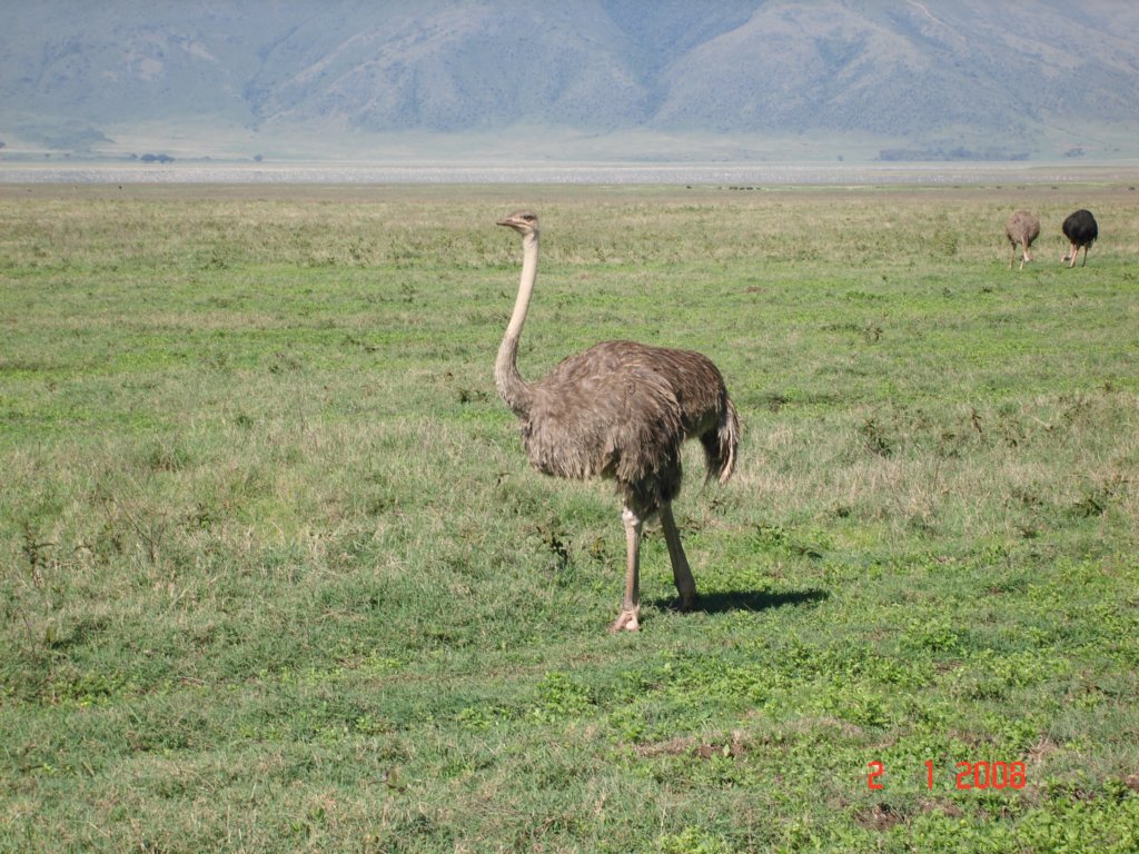 kilimanjaro2007_08255.jpg