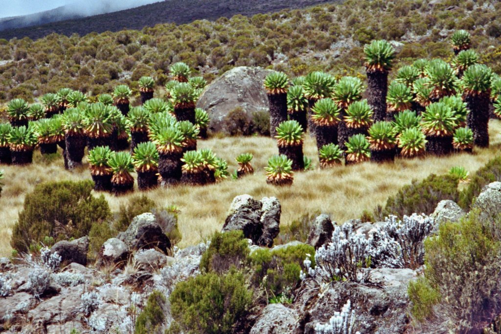 kilimanjaro2007_083.jpg