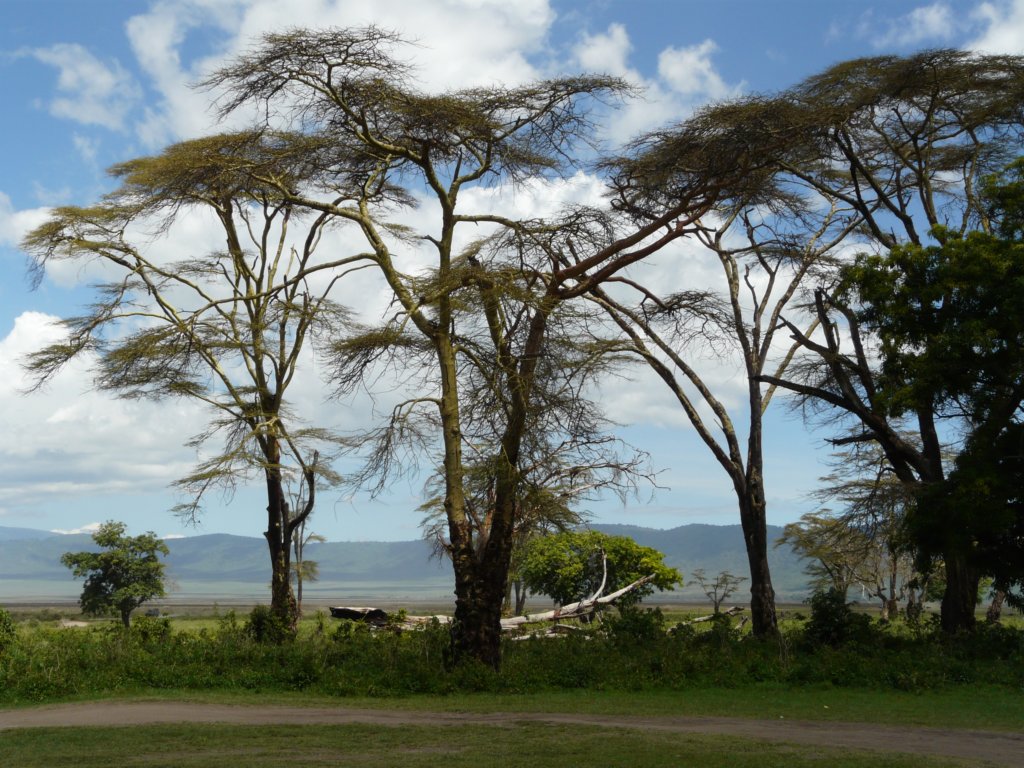 kilimanjaro2007_0872.jpg